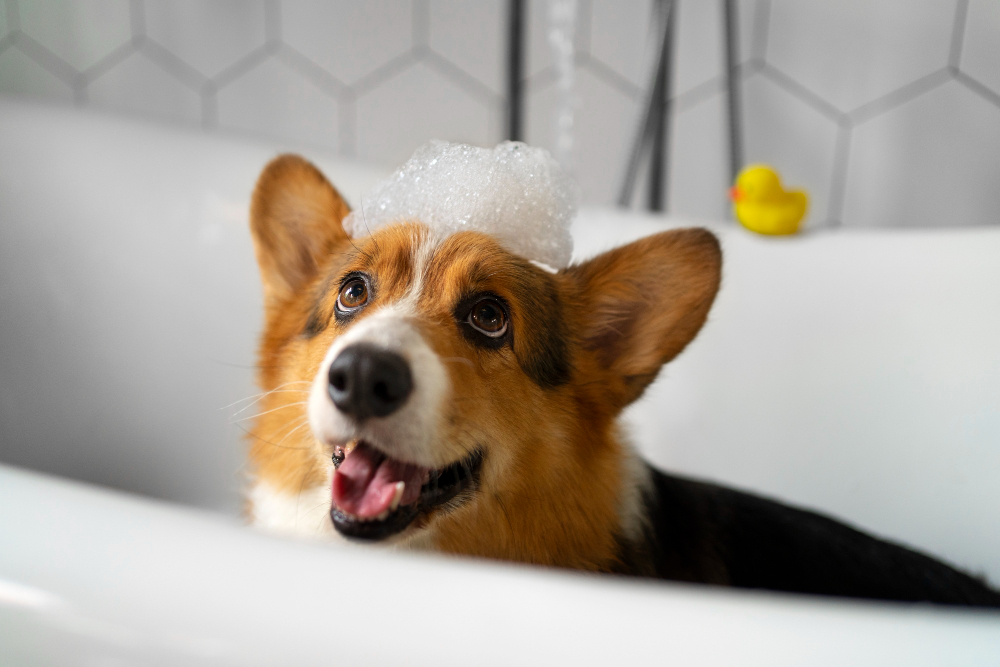 The Comprehensive Dog Owner's Guide to Stress-Free Dog Baths