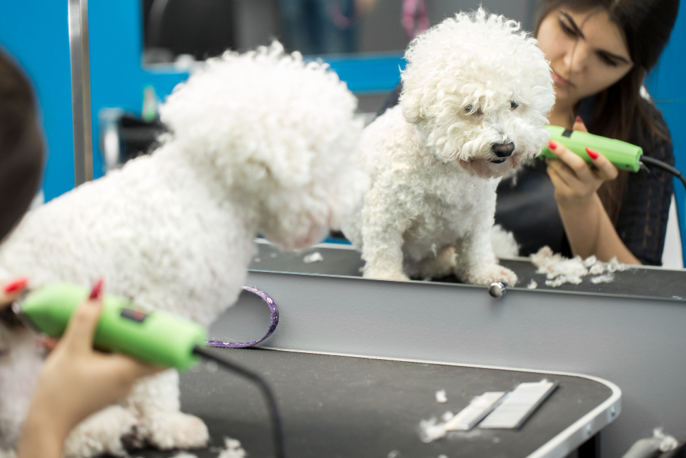 Reasons It's Time to Give Your Pet a Trim