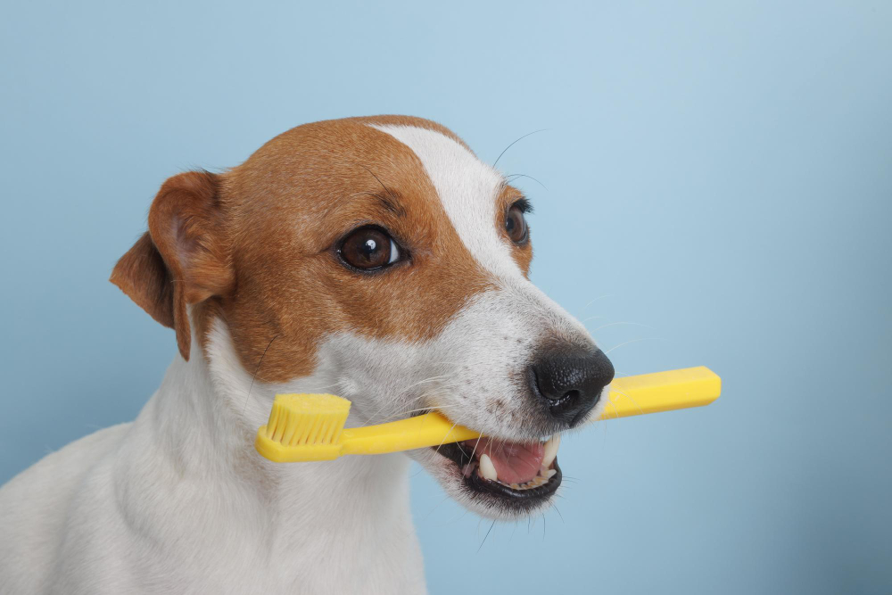 The Essential Guide to Keeping Your Dog's Teeth Healthy