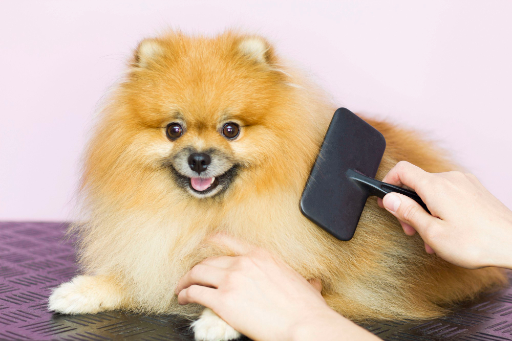Uncovering the Benefits of Mobile Dog Grooming in Columbus, OH