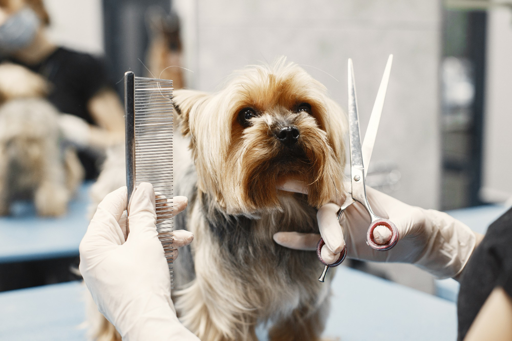 Everything You Need to Know About Professional Dog Grooming