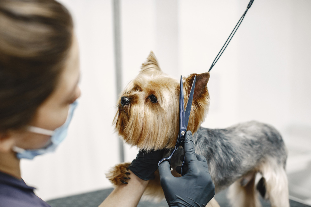How Often Should I Get My Dog's Hair Cut?