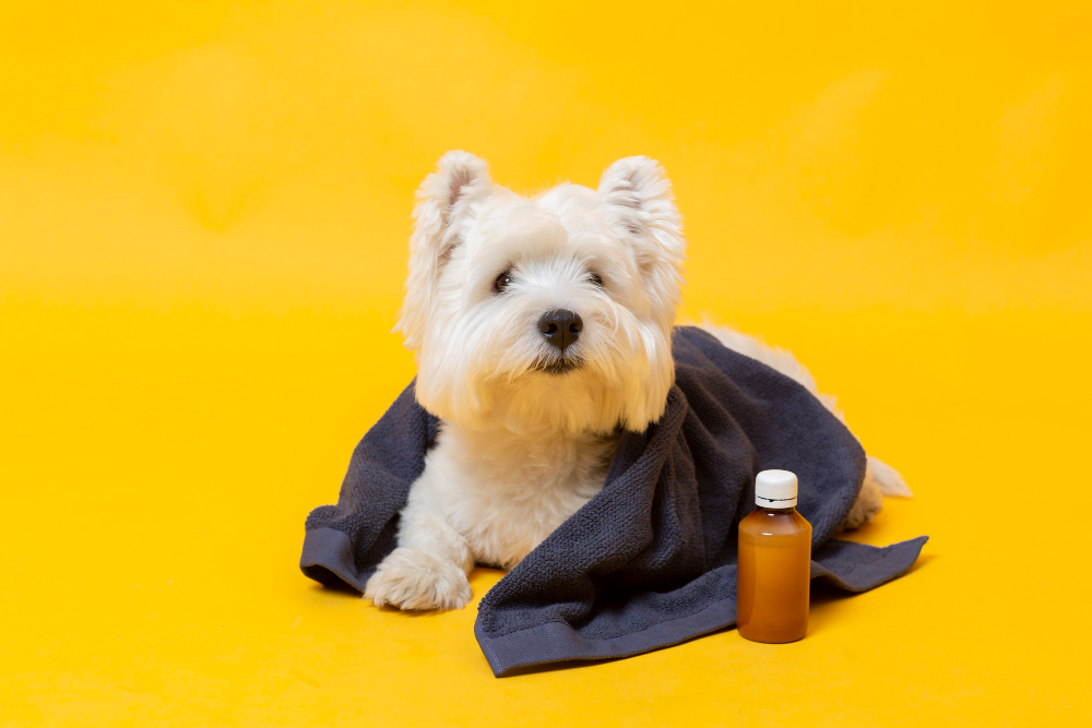 5 Effective Ways to Get Your Dog Grooming Salon Ready