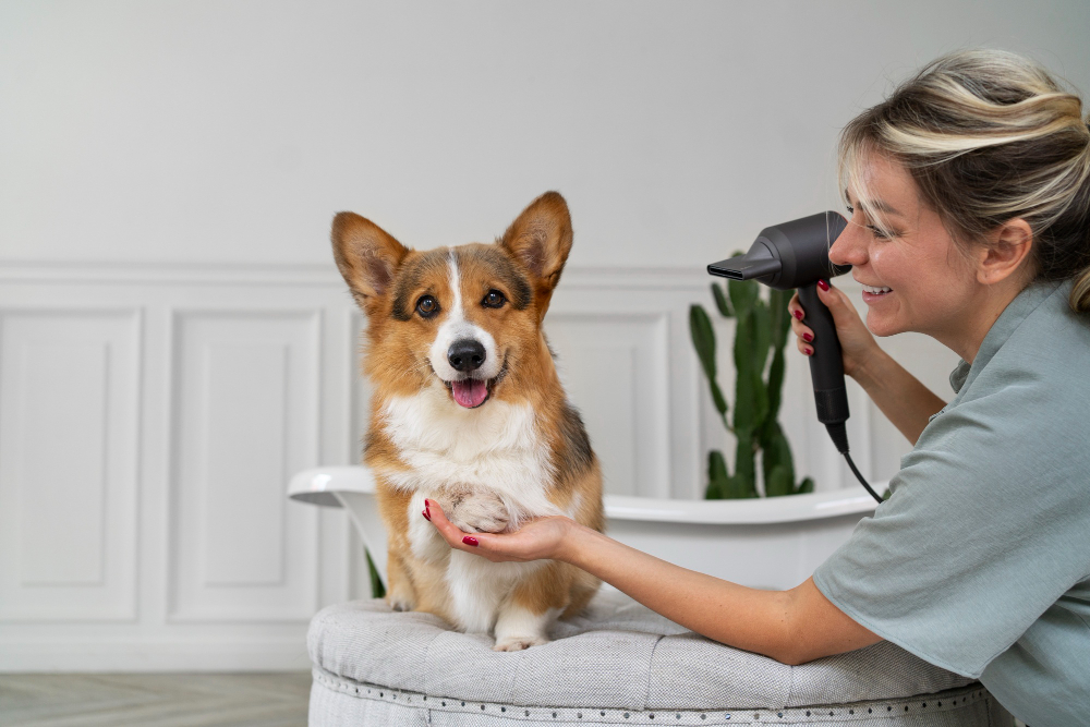 How To Keep a Dog Calm During Professional Grooming