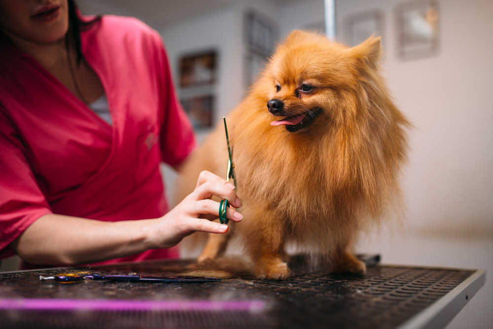 How Often Should You Groom Your Pet? A Complete Guide