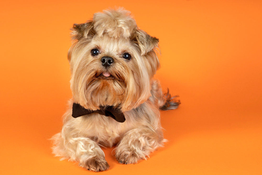 Dog Breeds in Columbus That Need Regular Grooming Most