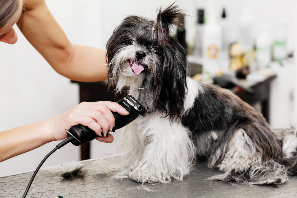 Signs Your Pet Needs Professional Grooming