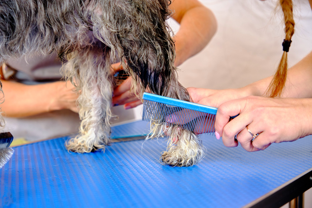 How to Handle Matting and Tangles in Your Dog's Coat
