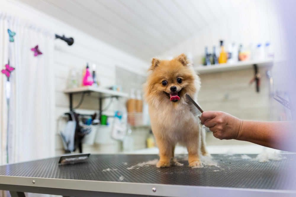When to Start Grooming Your Puppy & Why It Matters