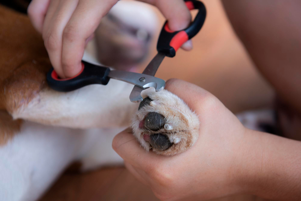 Paws and Claws: The Ultimate Guide to Dog Nail Trimming in Columbus