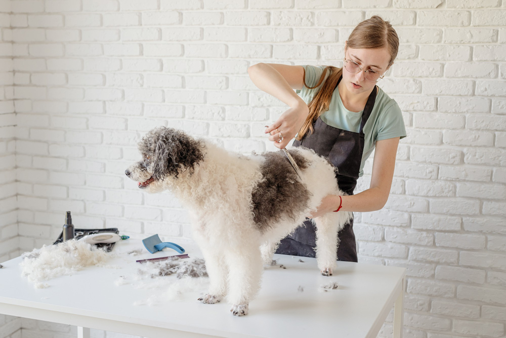 Is Your Pup Scruffy? What Dog Groomers Actually Do for Your Pet