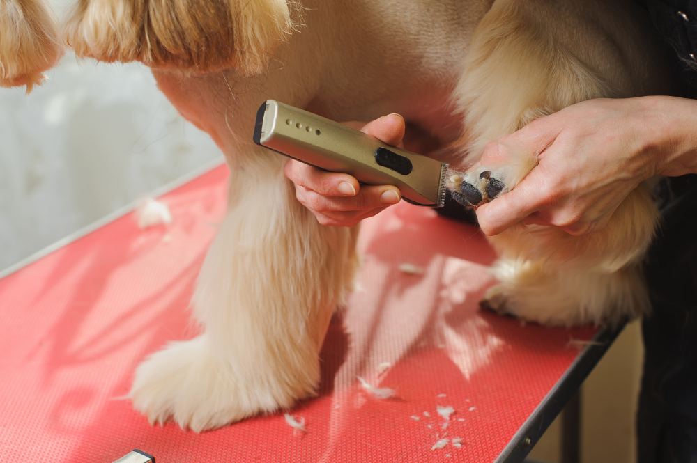 Mobile Dog Grooming: Easier Care for Pets in Columbus Ohio