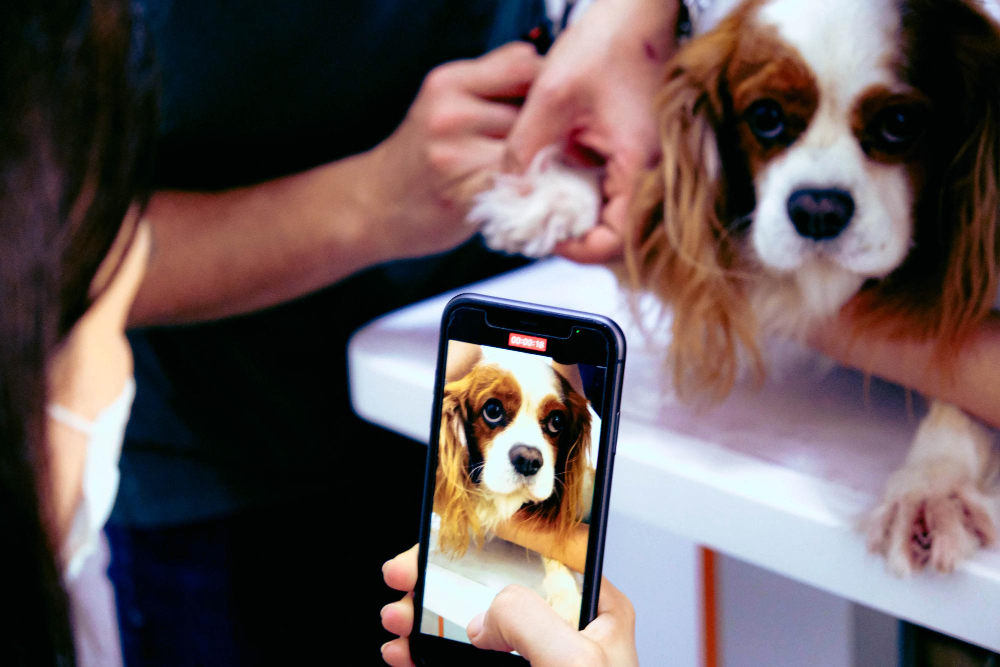 How to Choose the Best Mobile Dog Grooming Service in Florida