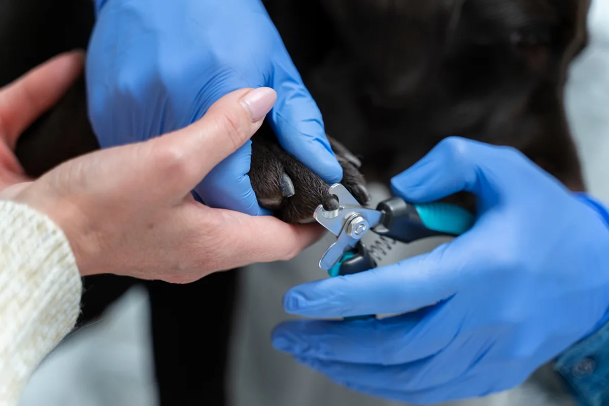 The Importance of Trimming Your Dog’s Nails