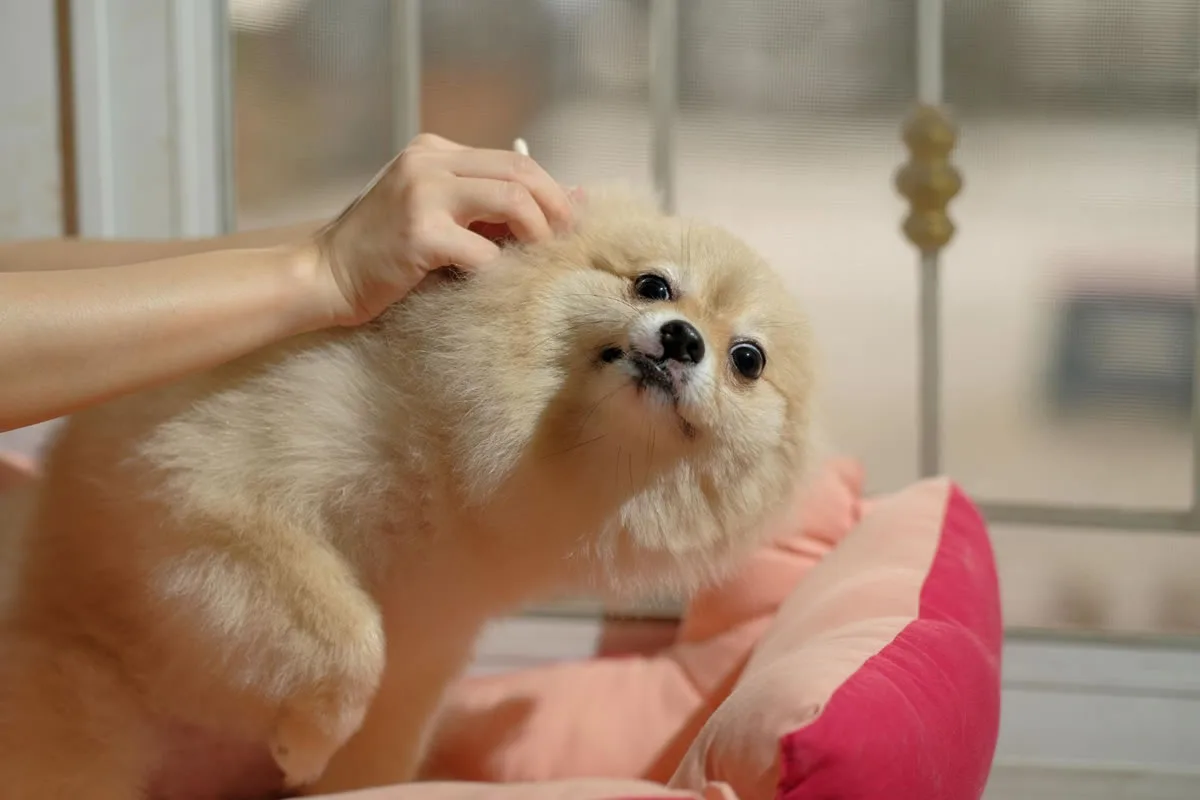 How to Safely Clean Your Dog’s Ears