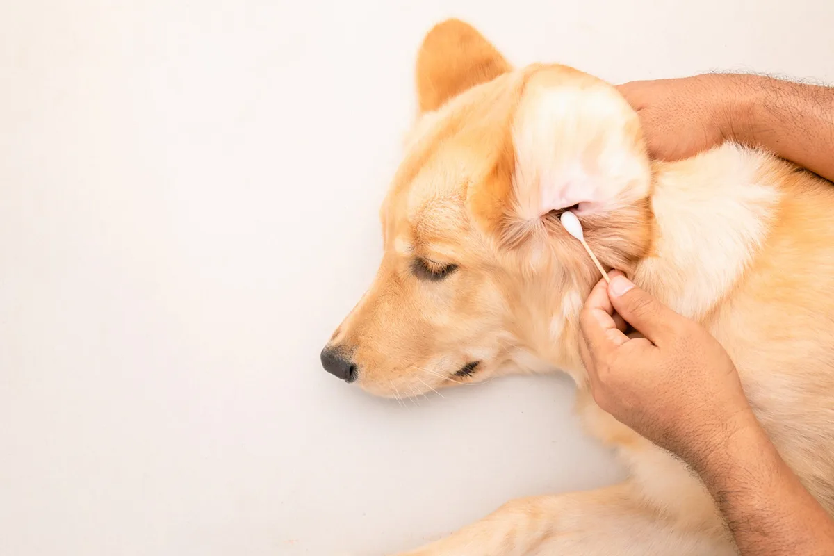 Tips when Cleaning Your Dog’s Ears