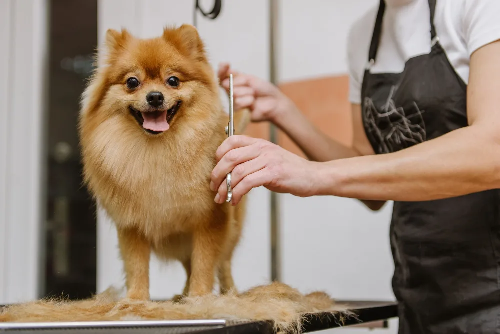 The Importance of Getting Your Dog Groomed