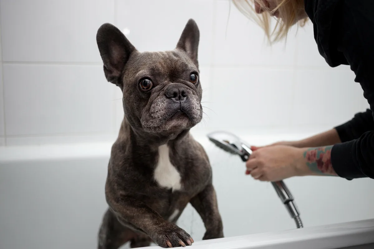 Tips for Grooming Your Dog at Home