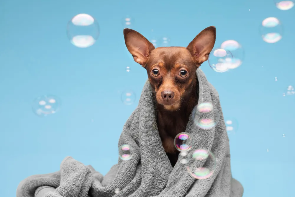 Choosing Hypoallergenic Dogs and How Grooming Can Help Allergy Sufferers