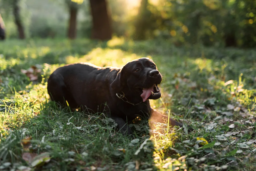 Why Do Dogs Roll in the Grass in Columbus, OH?