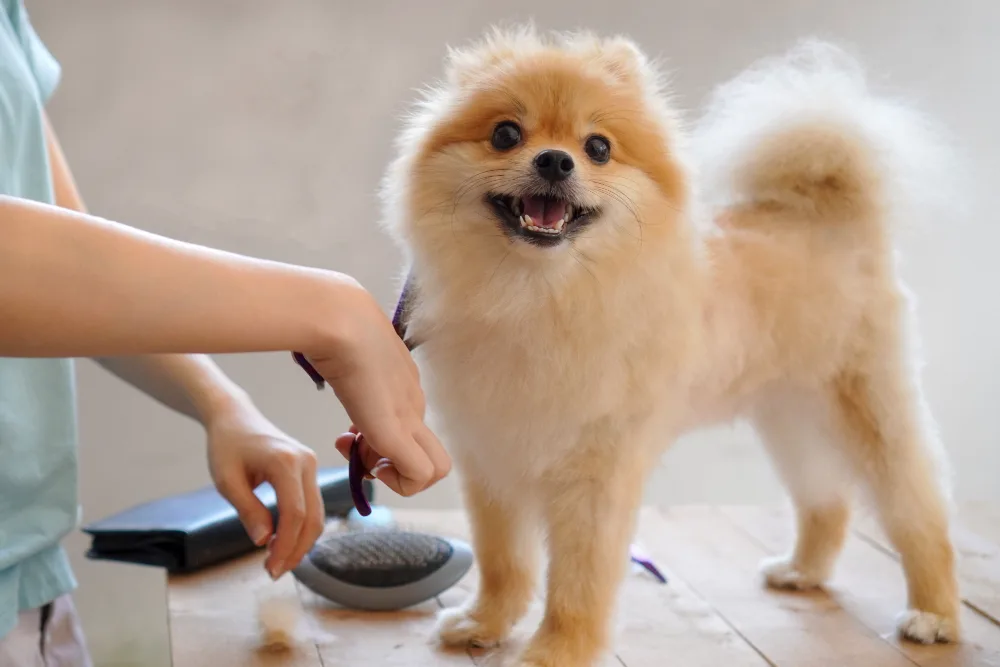 Why Mobile Dog Grooming Is Growing in Popularity