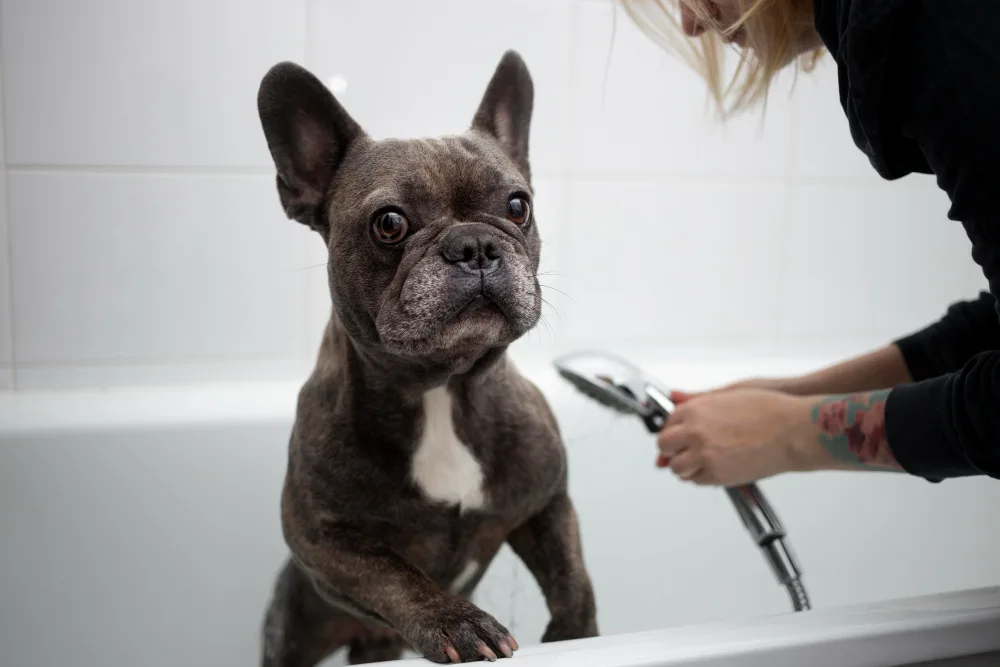 Dog Grooming Bathing Tips to Keep Your Pup Clean and Happy