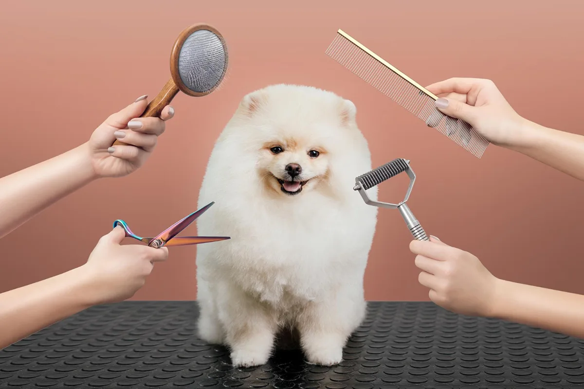 Benefits of Professionally Grooming Your Pet